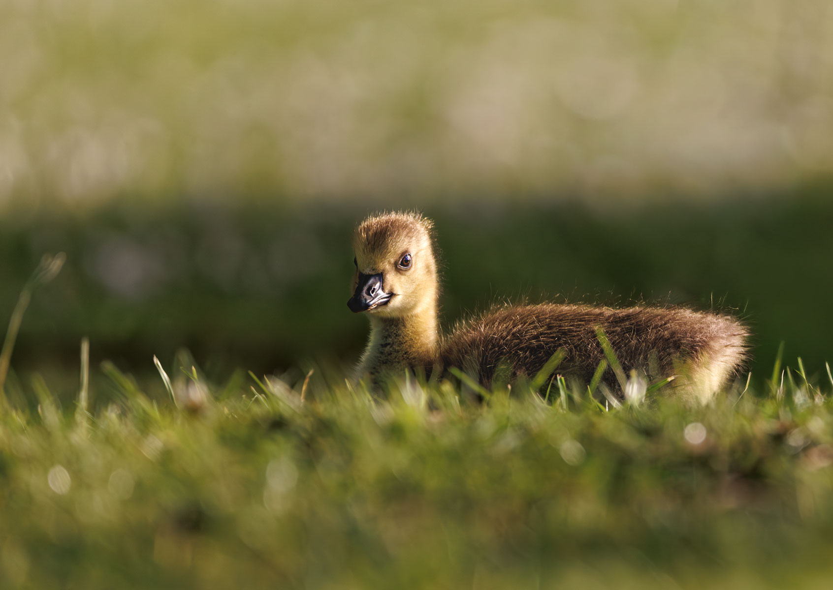 Nature photography featured image